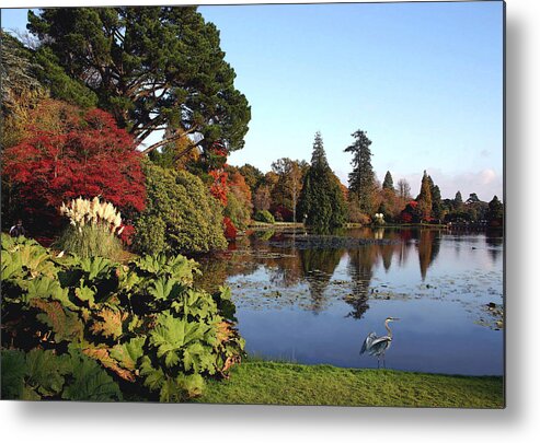 Fall Metal Print featuring the photograph Blue Heron Visit to Fall Lake by Sandi OReilly