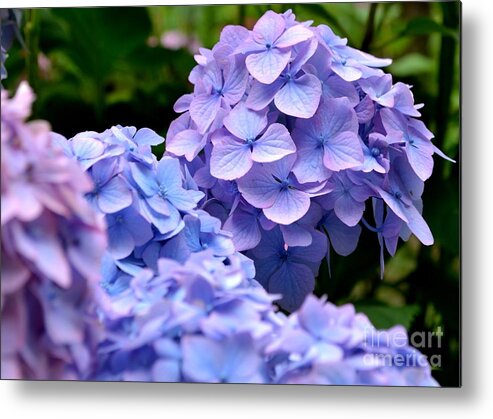 Blue Metal Print featuring the photograph Blue Hydrangea by Scott Lyons