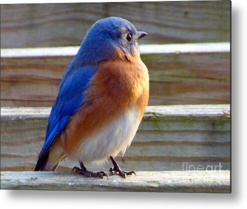 Bluebird Metal Print featuring the photograph Bluebird Profile by Jean Wright