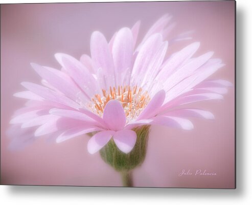 Pink Flower Metal Print featuring the photograph Blushing Pink by Julie Palencia