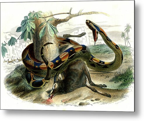 Boa Constrictor Metal Print featuring the photograph Boa Constrictor by Collection Abecasis/science Photo Library