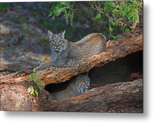 Bobcat Metal Print featuring the photograph Bobcats at rest by Jean Clark