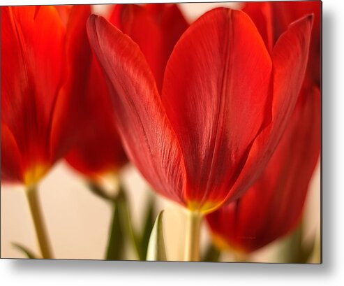 Tulips Metal Print featuring the photograph Bold by Vickie Szumigala