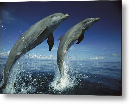 Feb0514 Metal Print featuring the photograph Bottlenose Dolphin Pair Leaping Honduras by Konrad Wothe