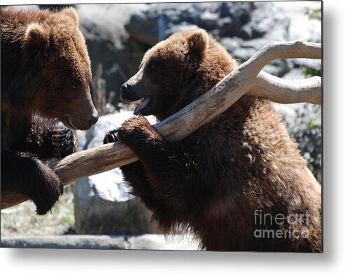 Bear Metal Print featuring the photograph Brawling Bears by DejaVu Designs