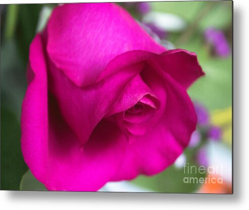 Rose Metal Print featuring the photograph Bright Pink Rose by Arlene Carmel