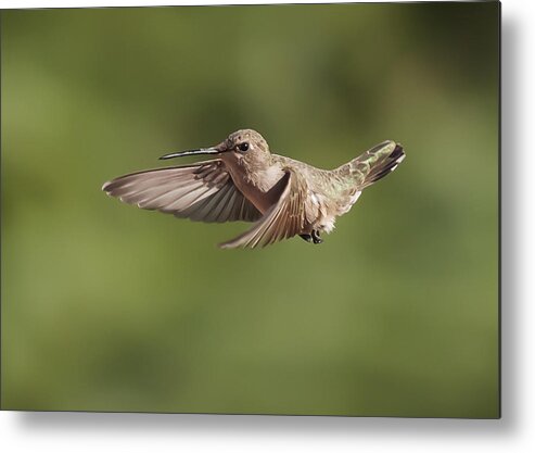Photography Metal Print featuring the photograph Broad-Tailed Hummingbird 3 by Lee Kirchhevel