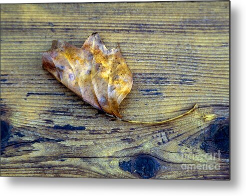 Autumn Metal Print featuring the photograph Brown Leaf on Cedar Deck by William Kuta