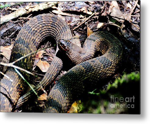 Snake Metal Print featuring the photograph Brown Water Snake by Kathy Baccari