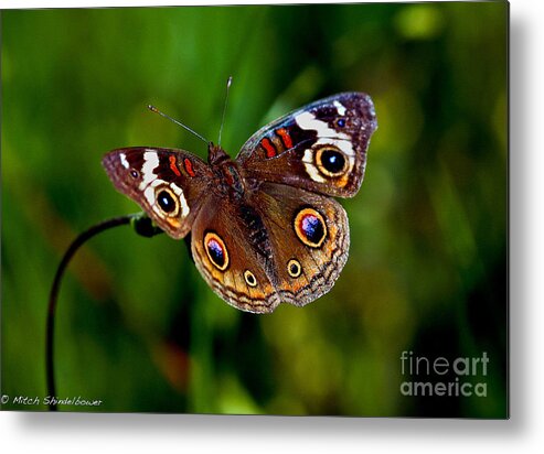 Buckeye Metal Print featuring the photograph Buckeye Butterfly by Mitch Shindelbower