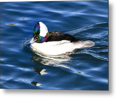 Bufflehead Metal Print featuring the photograph Bufflehead by Gary Hall