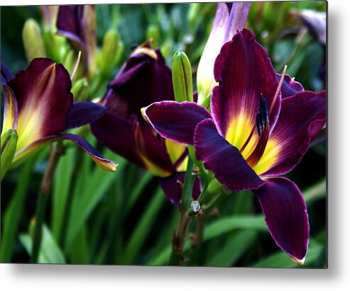 Landscape Metal Print featuring the photograph Burgundy Lily by Chauncy Holmes