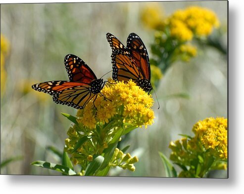 Monarch Butterfly Metal Print featuring the photograph Butterfly 132 by Joyce StJames