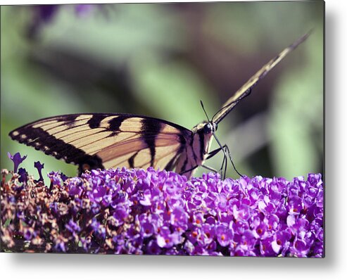 Cool Iphone Cases Wildlife Insects Butterfly Metal Print featuring the photograph Butterfly Feeding by Paul Ross