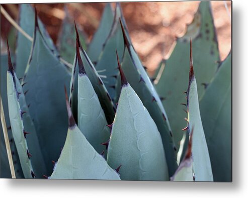  Metal Print featuring the photograph Cactus 6 by Cheryl Boyer