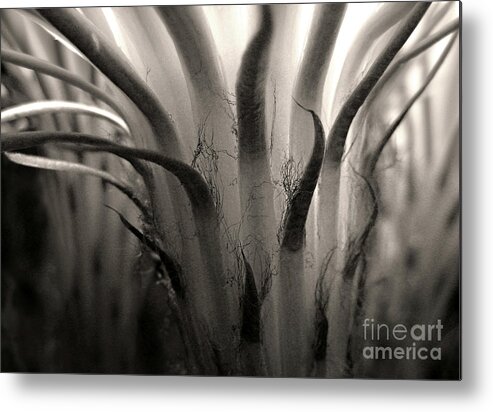 Cactus Metal Print featuring the photograph Cactus Bloom in Sepia by Ellen Cotton