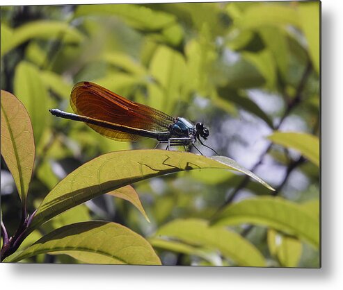 Calopteryx Maculata Metal Print featuring the photograph Calopteryx maculata Ebony Jewelring by Mike Parrish