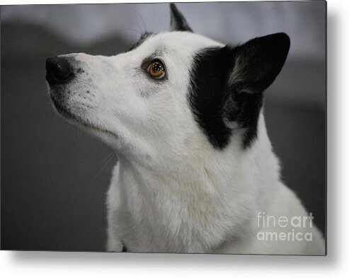 Canaan Dog Metal Print featuring the photograph Canaan Dog by DejaVu Designs