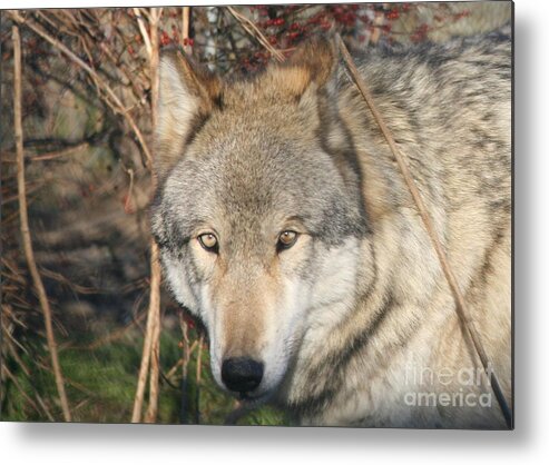 Wolf Metal Print featuring the photograph Canis Lupus by Neal Eslinger