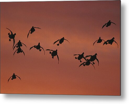 Feb0514 Metal Print featuring the photograph Canvasbacks Landing At Sunrise by Tom Vezo