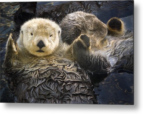 Captive Two Sea Otters Holding Paws At Metal Print