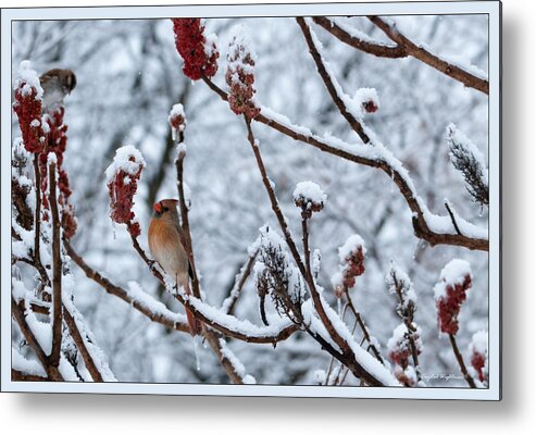 Female Cardinal Metal Print featuring the photograph Cardinal in the Snow by Crystal Wightman