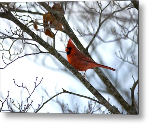  Metal Print featuring the photograph Cardinal by Gregory Blank