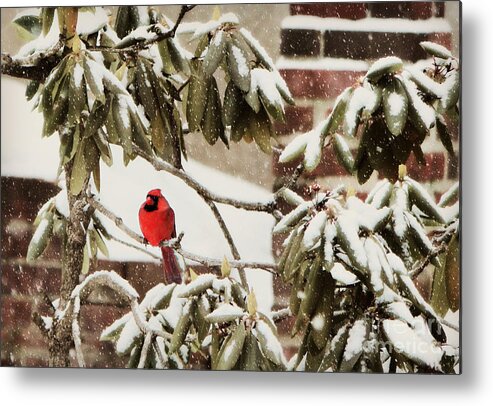 Cardinal Metal Print featuring the photograph Cardinal In Snow by Beth Ferris Sale