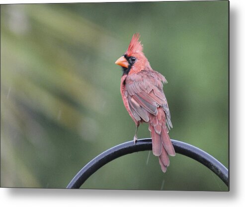 Cardinal Metal Print featuring the photograph Cardinal in the Rain by Jeanne Juhos