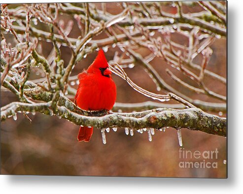Avian Metal Print featuring the photograph Cardinal by Mary Carol Story