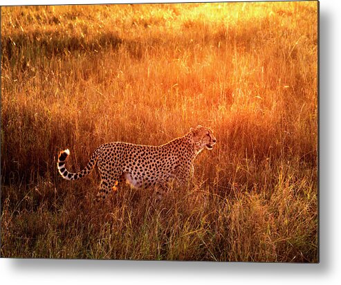 Scenics Metal Print featuring the photograph Cheetah In The Grass At Sunrise by Mike Hill