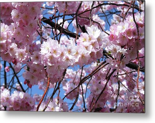 Cherry Blossoms Metal Print featuring the photograph Cherry Blossom Trees of Branch Brook Park 3 by Allen Beatty