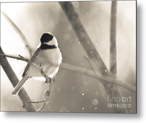 Landscapes Metal Print featuring the photograph Chickadee sparkles by Cheryl Baxter