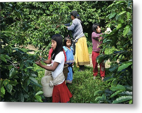 Working Metal Print featuring the photograph Children harvesting coffee by Joel Carillet