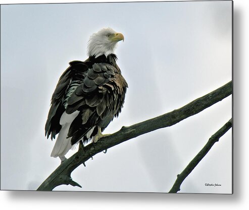 Bald Eagle Metal Print featuring the photograph Chilkat River Bald Eagle by Stephen Johnson