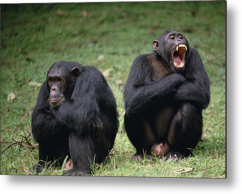 Feb0514 Metal Print featuring the photograph Chimpanzee Pair Interacting Gombe Stream by Gerry Ellis