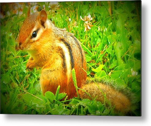 Chipmunk Metal Print featuring the photograph Chippy by Kimberly Woyak