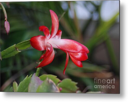 Christmas Metal Print featuring the photograph Christmas Cactus by Mark McReynolds