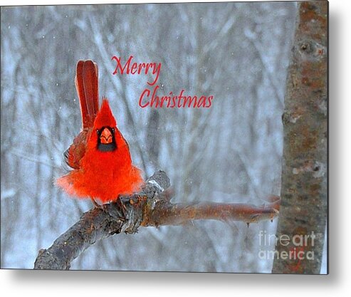  Nature Metal Print featuring the photograph Christmas Red Cardinal by Nava Thompson