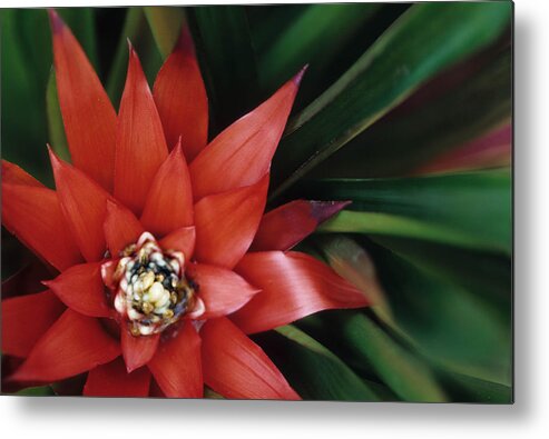 Red Flower Metal Print featuring the photograph Christmas plant by Harold E McCray