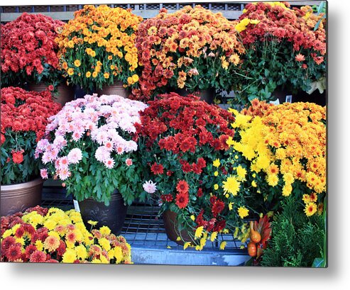 Flora Metal Print featuring the photograph Chrysanthemums by Gerry Bates