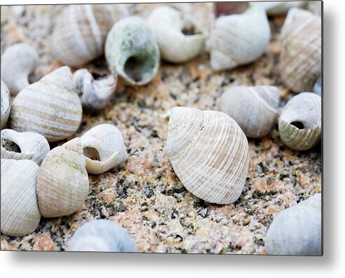 Animal Shell Metal Print featuring the photograph Close-up Of Seashells, West Coast by Kentaroo Tryman