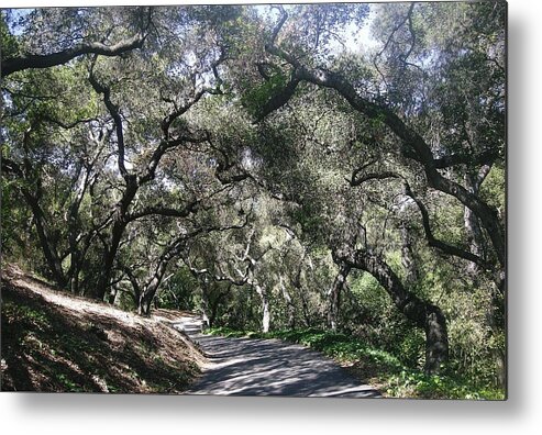 Landscape Metal Print featuring the photograph Coast Live Oaks by Marian Jenkins