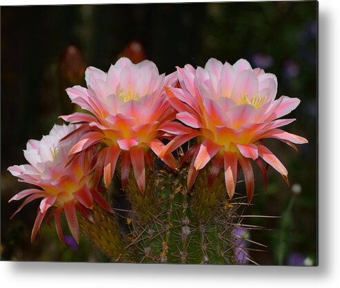 Cactus Metal Print featuring the photograph Color Me Pink by Old Pueblo Photography