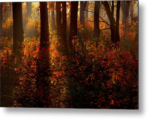 2008 Metal Print featuring the photograph Color on the Forest Floor by Robert Charity