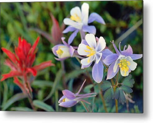 Colorado Metal Print featuring the photograph Colorado Blue Columbine by Eric Glaser