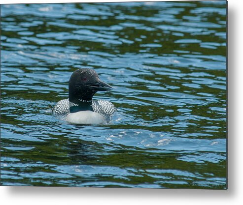 Birds Metal Print featuring the photograph Common Loon by Brenda Jacobs