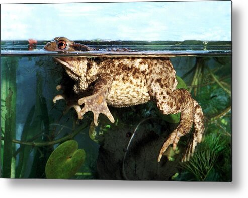 Bufo Bufo Metal Print featuring the photograph Common Toad by Brian Gadsby/science Photo Library