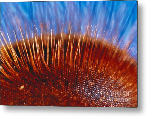 Animal Metal Print featuring the photograph Compound Eye Of A Bee by Kjell B Sandved