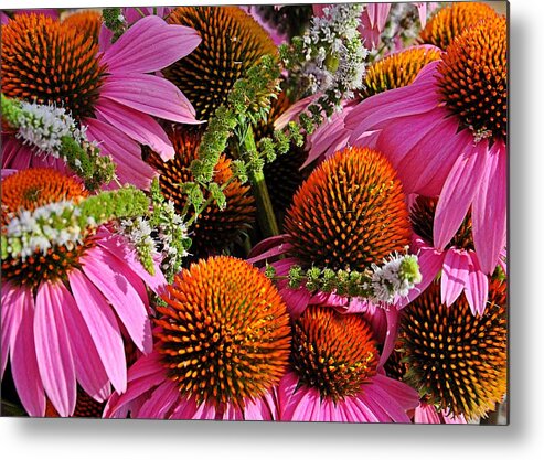 Cone Flowers Metal Print featuring the photograph Cone Flowers and Mint by Jeanne May
